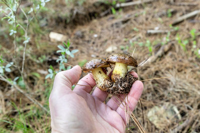 Close-up of hand holding mushroom