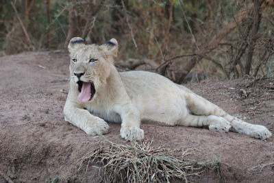 View of a cat lying on land