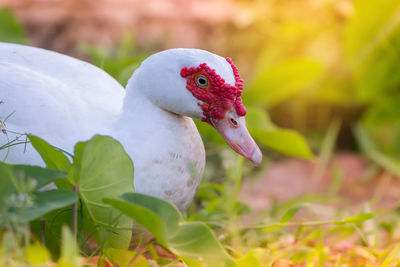 Close-up of bird on red leaves