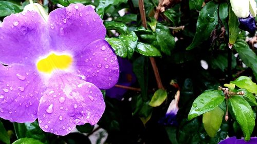 Close-up of wet purple flower in rain