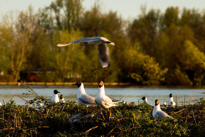 Seagulls flying over lake