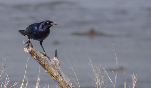 Close-up of bird perching on a plant