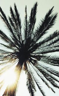 Low angle view of palm trees against sky