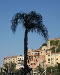 Palm tree against blue sky