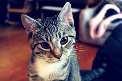 Close-up portrait of cat