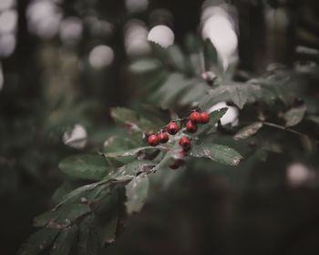 Close-up of berries on plant