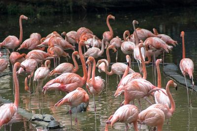 Flock of birds in lake