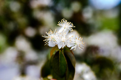 Close-up of white flowering plant