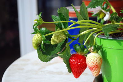 Close-up of strawberry plant growing in the pot upon a table.