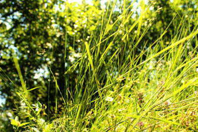 Close-up of fresh green plants on land