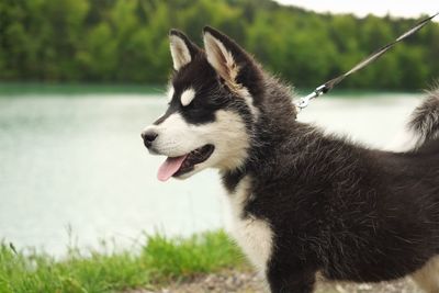 Close-up of dog on grass