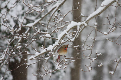 Bird perching on branch