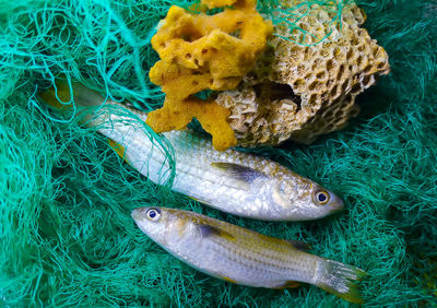 Selective focus. blue-tail mullet or are surrounded by nets and dry coral