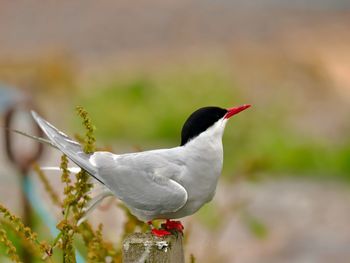 Close-up of bird perching on a plant