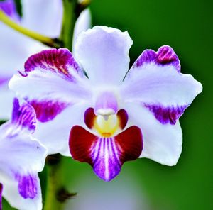 Close-up of flower against blurred background