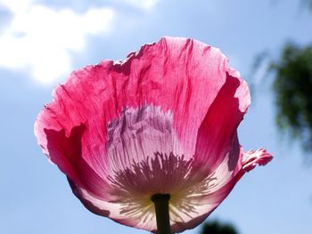 Close-up of pink flowers