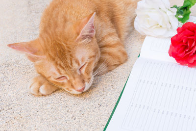 High angle view of cat lying by book and flowers