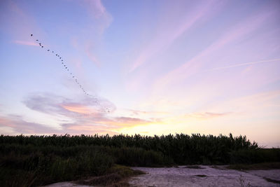 Sunset over the reeds and birds, bright day, clouds, orange and blue