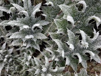 Full frame shot of frozen plant