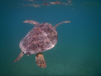 Turtle swimming in sea