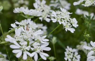 Close-up of white flowering plant in park