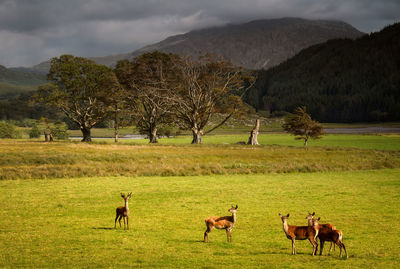 Deers standing on land