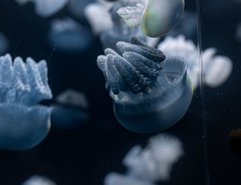 Close-up of jellyfish in sea