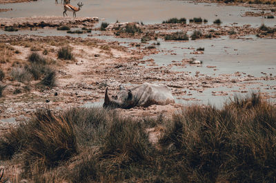 A lone sleeping rhino in the african savannah in namibia, etosha np