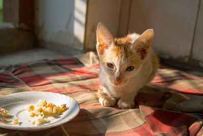 Cat lying on bed at home