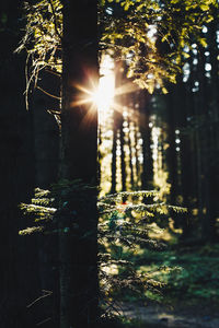 Close-up of plants against trees during sunset