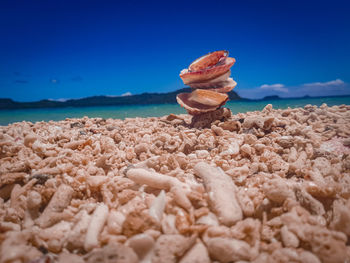 Surface level of shells on beach