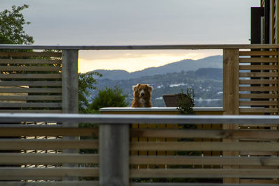 Dog by railing on balcony against sky