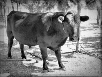 Cow standing on tree