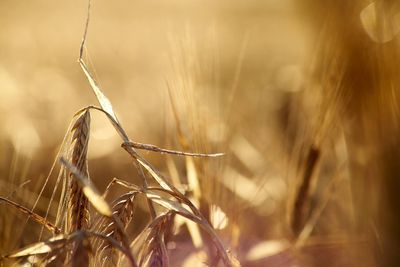 Close-up of stalks in field