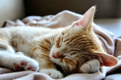 Close-up of cat sleeping