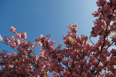Low angle view of blooming tree against sky