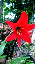 Close-up of red day lily plant