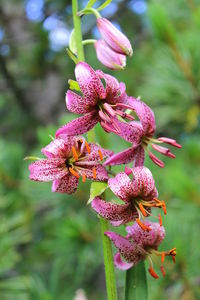 Close-up of pink flowers