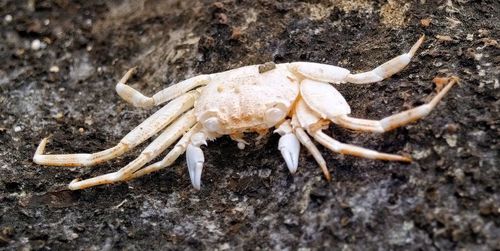 Close-up of crab