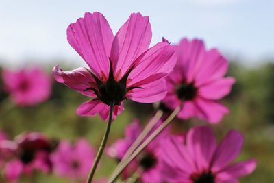 Close-up of pink cosmos flowers