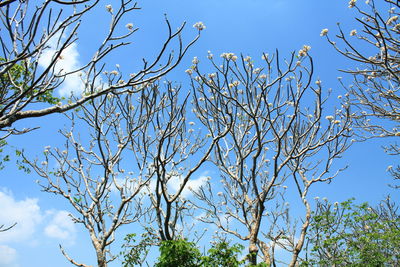 Low angle view of bare tree against blue sky