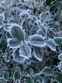 Close-up of frozen leaves