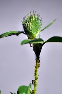 Low angle view of plant