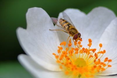 Close-up of insect on flower