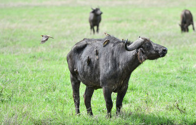 Buffalo with birds on grassy land