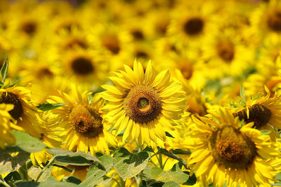 Close-up of yellow flowering plant