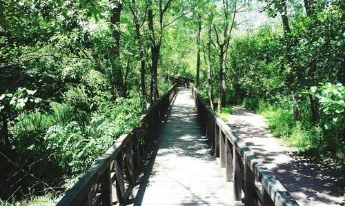 Footbridge amidst trees in forest