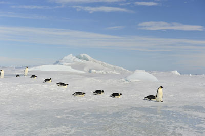 Birds on snow covered landscape against sky