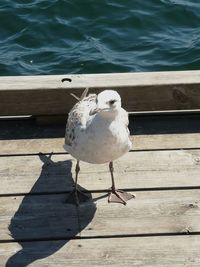 Seagull perching on a pier