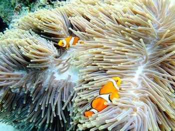 Close-up of fish swimming in sea